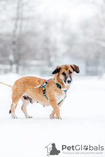 Additional photos: Miniature Lagertha is looking for a home! 5 month old puppy in good hands