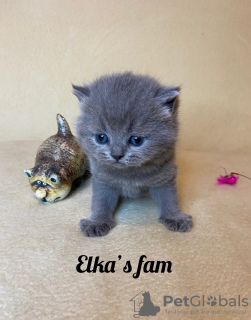 Photo №1. british shorthair - for sale in the city of Москва | negotiated | Announcement № 8764