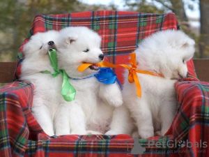 Photo №1. samoyed dog - for sale in the city of Gelsenkirchen | 200$ | Announcement № 129863