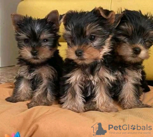 Photo №1. yorkshire terrier - for sale in the city of Dubai | 485$ | Announcement № 13797