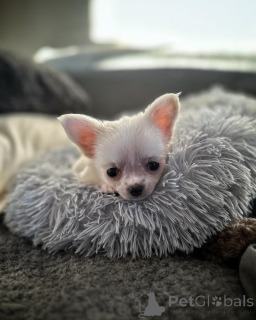 Photo №4. I will sell chihuahua in the city of Edmonton. breeder - price - 259$