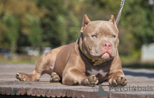 Photo №1. american bully - for sale in the city of Rostov-on-Don | negotiated | Announcement № 10861