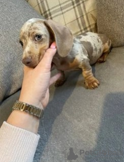 Additional photos: Adorable Miniature Dachshunds Puppies for Adoption