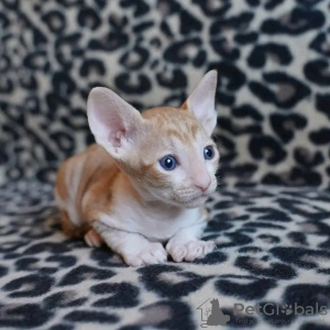 Photo №2 to announcement № 114215 for the sale of cornish rex - buy in Finland 