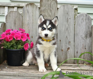Photo №1. siberian husky - for sale in the city of Berlin | negotiated | Announcement № 169209