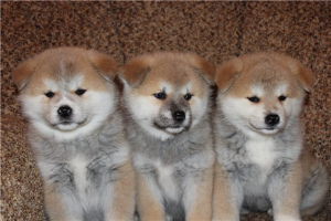 Photo №1. akita - for sale in the city of Visaginas | 1653$ | Announcement № 322