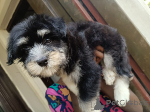 Photo №4. I will sell lhasa apso in the city of Huachi Chico. private announcement - price - Is free