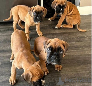 Photo №1. boxer - for sale in the city of Helsinki | negotiated | Announcement № 174025