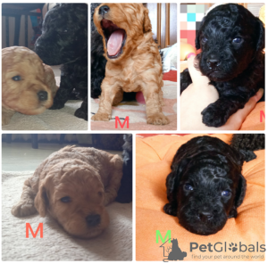 Photo №2 to announcement № 42650 for the sale of poodle (toy) - buy in Belarus breeder