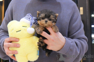 Photo №1. non-pedigree dogs - for sale in the city of Ohio | negotiated | Announcement № 163955