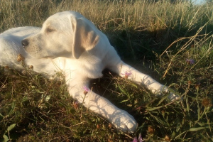 Photo №3. Labrador retriever puppy. Belarus