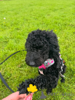 Photo №2 to announcement № 169152 for the sale of poodle (royal) - buy in Finland private announcement