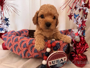 Photo №1. maltipu - for sale in the city of Berlin | 847$ | Announcement № 149824