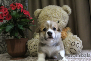 Photo №2 to announcement № 22490 for the sale of welsh corgi - buy in Russian Federation breeder