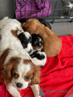 Photo №1. non-pedigree dogs - for sale in the city of Neuenhagen | 317$ | Announcement № 90319