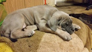 Additional photos: puppies cane corso