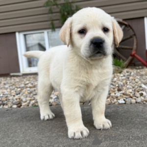 Photo №2 to announcement № 166028 for the sale of labrador retriever - buy in Germany breeder
