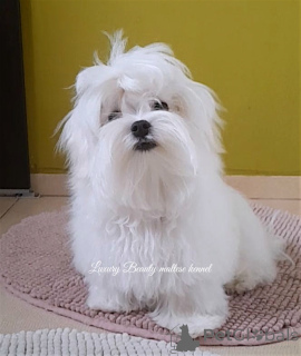 Photo №2 to announcement № 84732 for the sale of maltese dog - buy in Ukraine from nursery