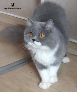 Photo №2 to announcement № 5892 for the sale of british longhair - buy in Russian Federation from nursery, breeder