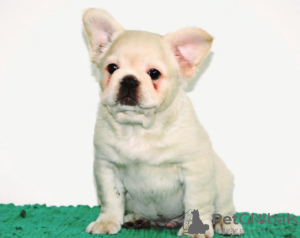 Photo №1. french bulldog - for sale in the city of Belgrade | negotiated | Announcement № 126756