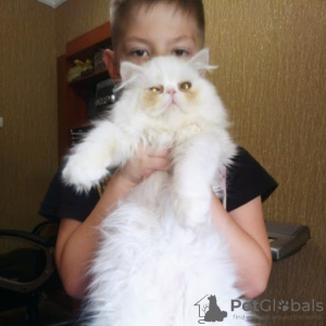 Photo №3. Purebred Persian Kittens For Sale. Ukraine