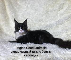 Photo №3. Maine Coon. Russian Federation