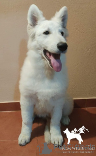 Additional photos: White swiss shepherd