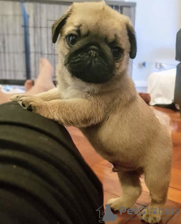 Photo №1. pug - for sale in the city of Reykjavík | negotiated | Announcement № 97418