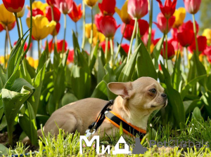 Photo №1. chihuahua - for sale in the city of Berlin | 317$ | Announcement № 104006