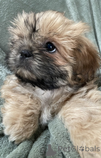Photo №1. shih tzu - for sale in the city of Daytona Beach | 350$ | Announcement № 163982