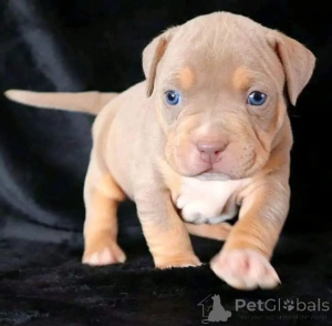 Photo №2 to announcement № 165783 for the sale of american pit bull terrier - buy in Germany 