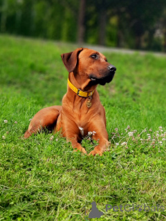 Photo №4. I will sell rhodesian ridgeback in the city of Krakow. private announcement, breeder - price - 1553$