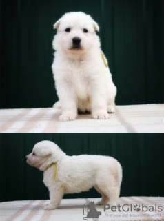 Additional photos: Swiss White Shepherds