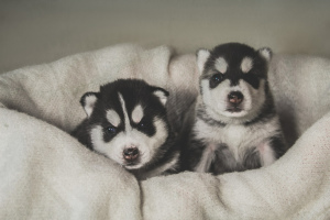 Photo №3. Husky puppies are free for sale, Kennel Mingret. Belarus