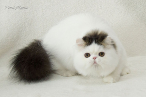 Photo №2 to announcement № 5752 for the sale of persian cat - buy in Ukraine breeder