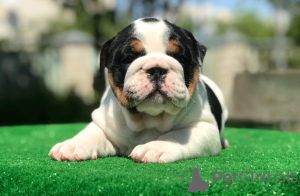 Photo №4. I will sell english bulldog in the city of Minsk. breeder - price - negotiated
