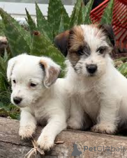 Photo №1. jack russell terrier - for sale in the city of Vienna | 723$ | Announcement № 163847