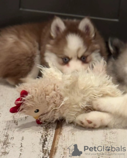 Photo №4. I will sell pomeranian in the city of Амстердам. breeder - price - 329$