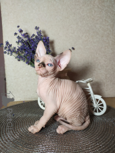 Photo №1. sphynx-katze - for sale in the city of Voronezh | 542$ | Announcement № 7509