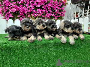 Photo №1. schnauzer - for sale in the city of Sombor | negotiated | Announcement № 155800