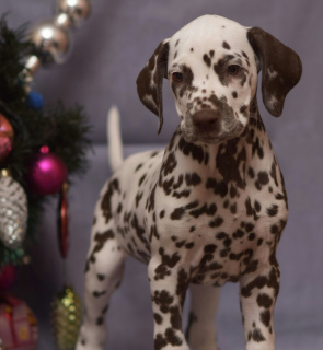 Photo №1. dalmatian dog - for sale in the city of St. Petersburg | 629$ | Announcement № 4302