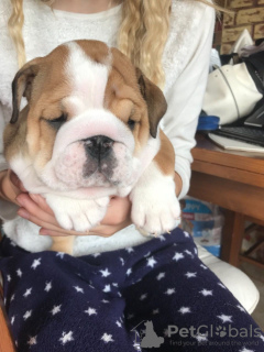 Photo №3. Trained English Bulldog available now in Germany. Germany