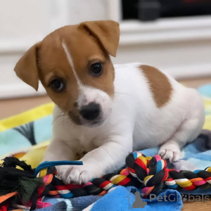 Photo №1. jack russell terrier - for sale in the city of Aylesbury | negotiated | Announcement № 170491