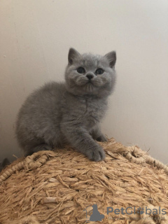 Additional photos: Pedigree British shorthair kittens for sale