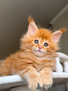 Photo №2 to announcement № 157771 for the sale of maine coon - buy in Netherlands private announcement