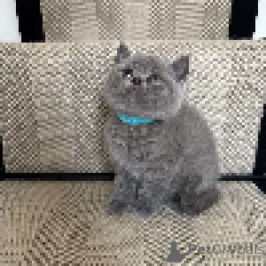 Photo №4. I will sell british shorthair in the city of JASENOVO POLJE. private announcement - price - negotiated