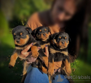 Photo №1. rottweiler - for sale in the city of Гамбург | 370$ | Announcement № 42255