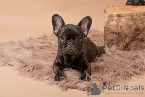 Photo №4. I will sell french bulldog in the city of Munich. breeder - price - 423$