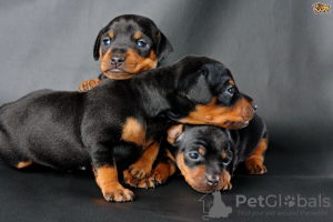 Photo №1. german pinscher - for sale in the city of Hofheim am Taunus | negotiated | Announcement № 13096