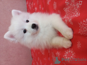 Photo №1. japanese spitz - for sale in the city of Baranovichi | negotiated | Announcement № 19672